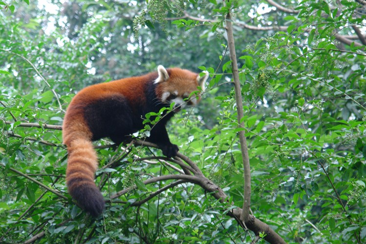 De rode panda in Chengdu